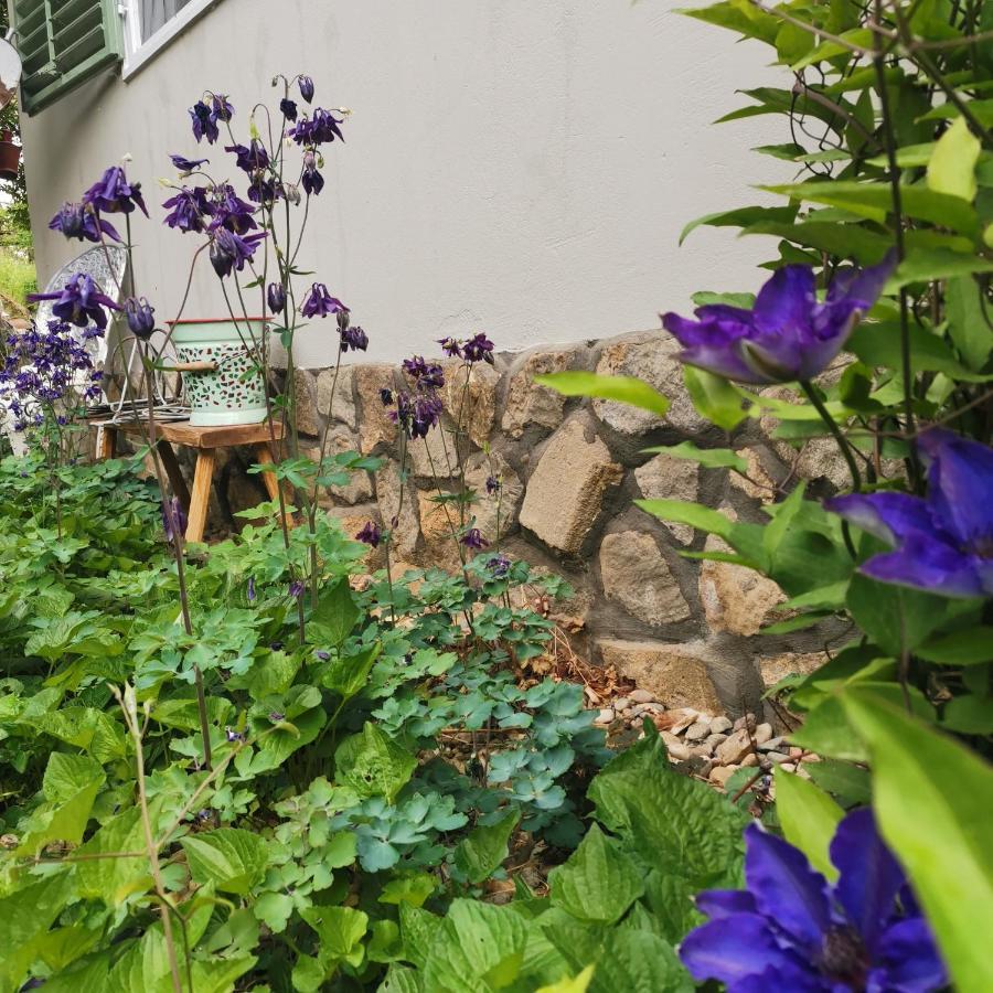 Forest View Studio Apartment Kaposhomok Exterior photo